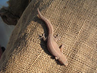 Gecko stowaway in the woodpile, Longreach